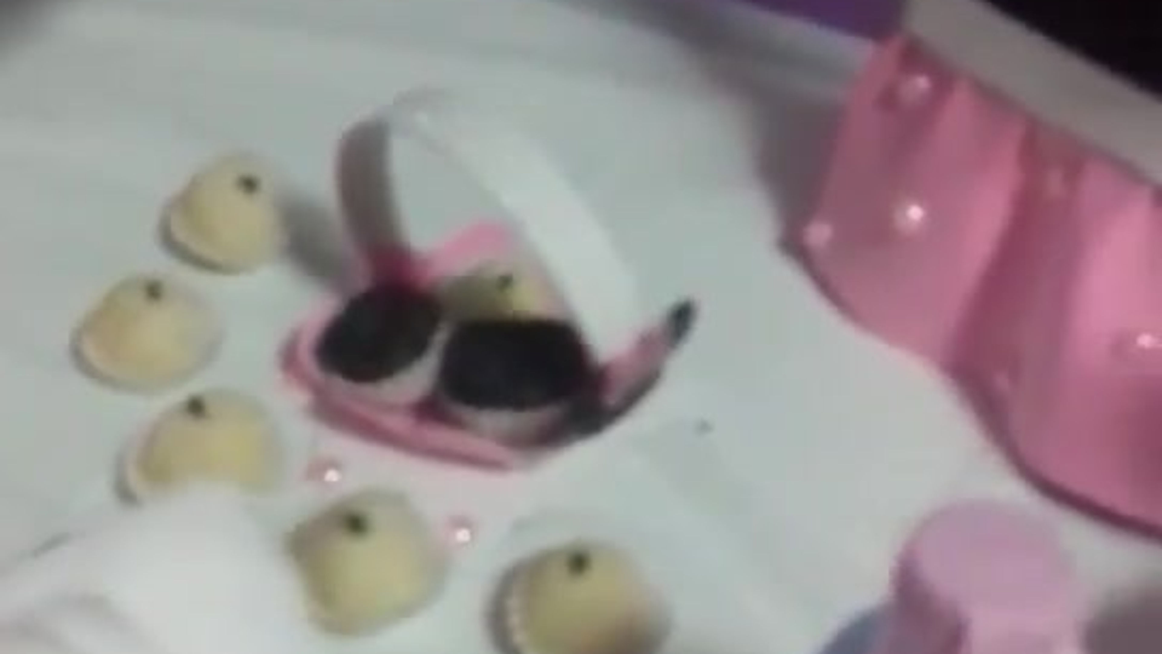Meu canal